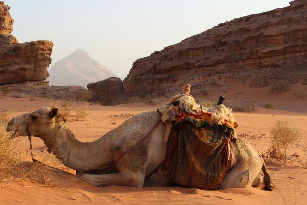 Bed and Breakfast Moon City Camp Wadi Rum Exterior foto